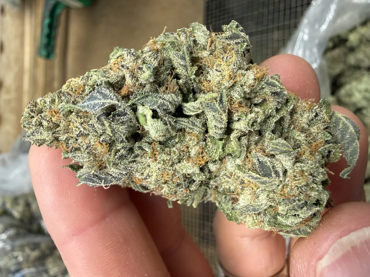 Icc Flower